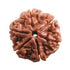 Shan Mukhi Rudraksha